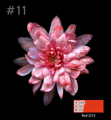 Краска для срезанных цветов, 1л, №11 красный