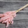 Лагурус светло-розовый 55-60см, около 50шт