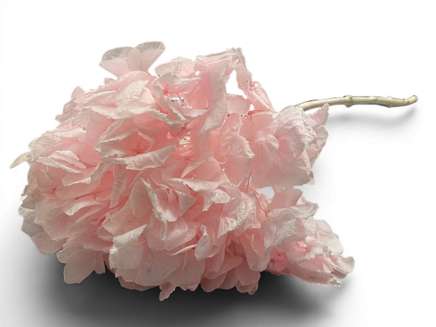 Гортензия Н=60см, розовая
