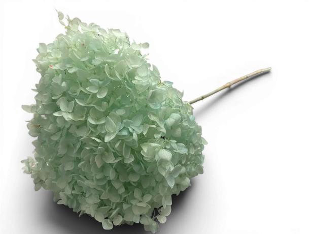 Гортензия Н=60см, зелёная